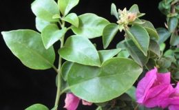 Bougainvillea-arboreaслева-Dwarfсправа-