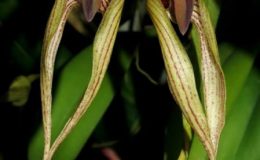 Bulb.bicolor-X-Bulb.fascinator-1