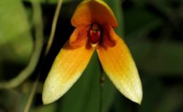 Bulb.pardalotum