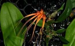 Bulb.tingabarinum-