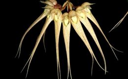 Bulbophyllum-sanguineopunctatum-