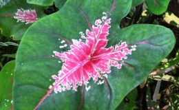 Caladium-Maan-Nang-Pim-550