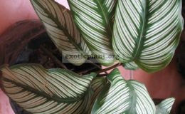 Calathea-majestica-20