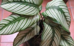 Calathea-majestica-20-e1458059349367