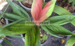 Calyptrocalyx-albertisianus-