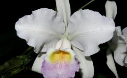 Cattleya-lueddemanniana-var.-coerulea-Blue-Moon-X-Mariouxi-