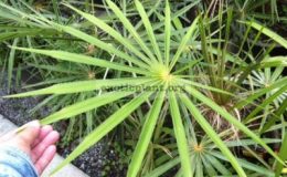 Coccothrinax-citrina-75-