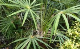 Coccothrinax-citrina-75-e1458331886197