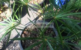 Cocothrinax-argentata