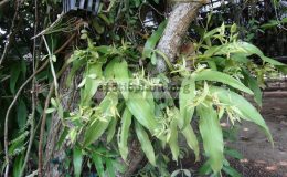 Coelogyne-brachyptera