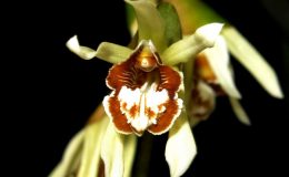 Coelogyne-dayana-