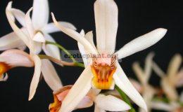 Coelogyne-viscosa