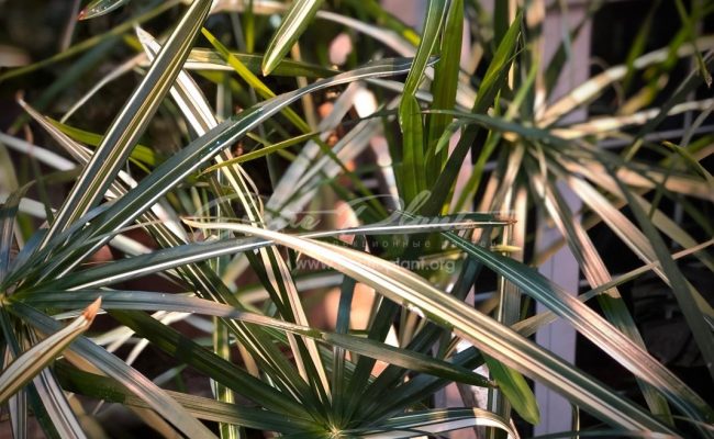Cyperus involucratus variegated 44