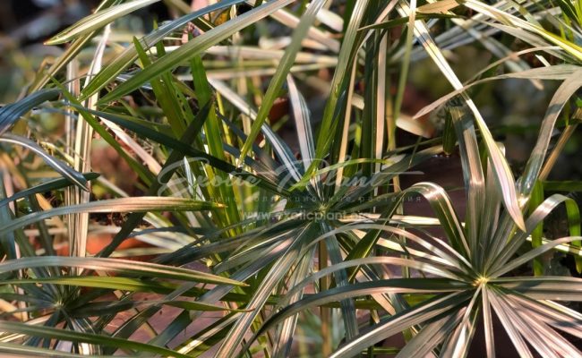 Cyperus involucratus variegated 44