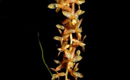 Ddc.-convallariiforme-