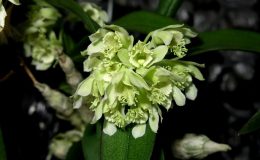 Den.delacourii-