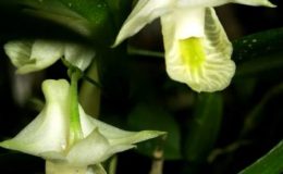 Den.trinervium-