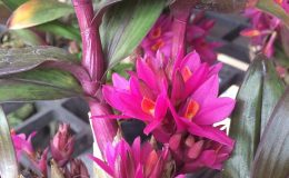 Dendrobium-Hibiki-bracteosum-x-laevifolium-Japanese-cultivar-40