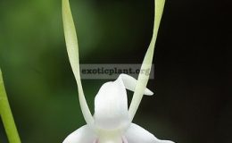 Dendrobium-antennatum