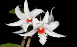Dendrobium-draconis