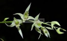 Dendrobium-eriiflorum