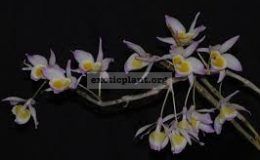 Dendrobium-gratiosissimum