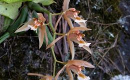 Dendrobium-heterocarpum-Wall.-ex-Lindl.-1830-