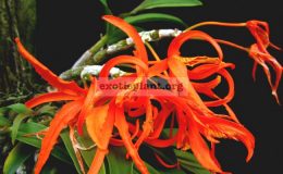 Dendrobium-lamyaiae