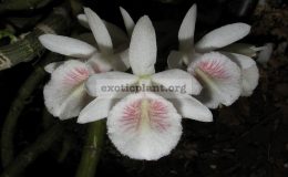 Dendrobium-linumsyn._polyanthum