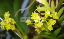 Dendrobium-mannii