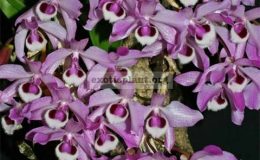 Dendrobium-parishii