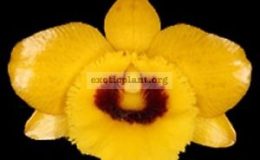 Dendrobium-suavissimum