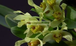Dendrobium-venustum