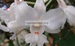 Dendrobium-virgineum