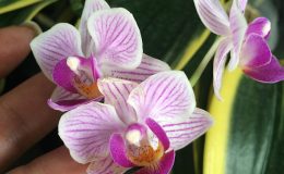 Doritaenopsis-Sogo-Vivien-Variegated-50