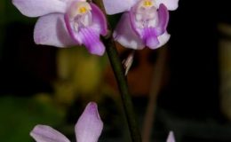 Doritis-pulcherrima-