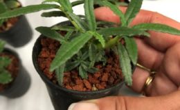 Dorstenia hildebrandtii 15