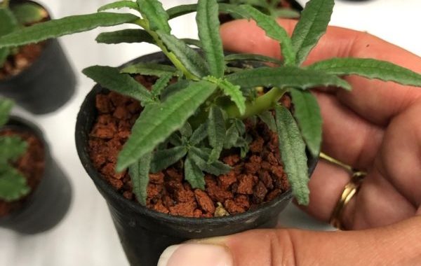 Dorstenia hildebrandtii 15