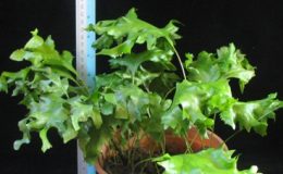 Drynaria-sp.T01wavy-leaf-30
