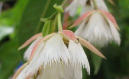 Elaeocarpus-grandiflorus-20-e1451423691430