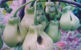 Enicosanthum-membranaceum-Annonaceae-30