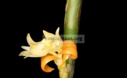 Eria-biflora