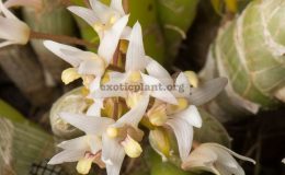 Eria-obesa