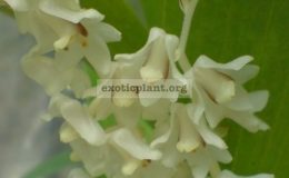 Eria-perpusilla