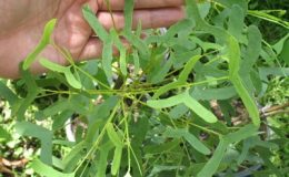 Erythrina-vespertilio-EP-44