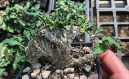 Euphorbia capsaintemariensis cristata 170