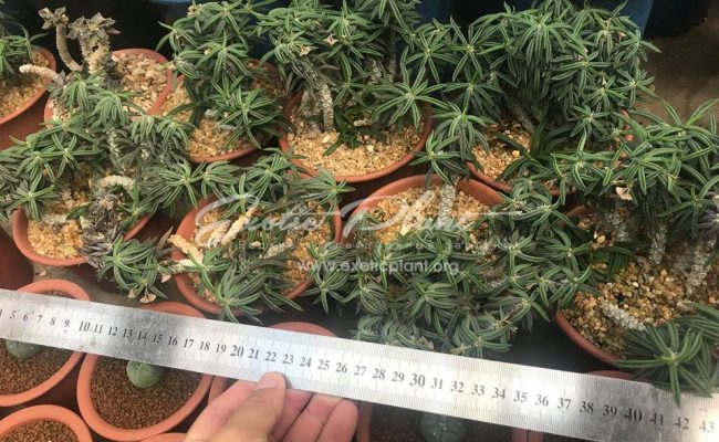 Euphorbia culindrifolia v. tuberifolia 5 inches pot 100