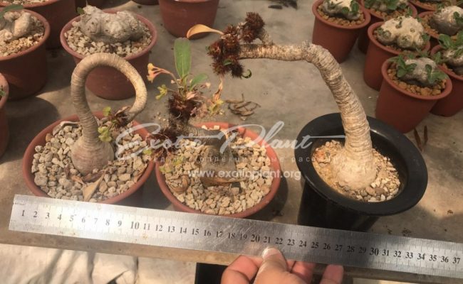 Euphorbia ramena 200