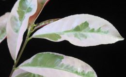 Exoecaria-cochinchinensis-variegated-16-
