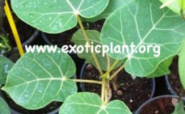 Ficus-abulitifolia-from-cutting-45